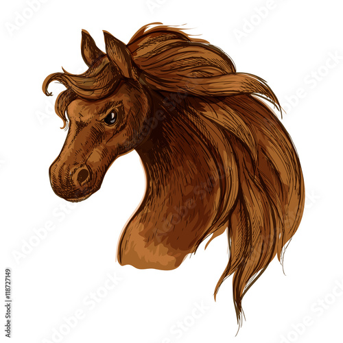 Horse mustang head sketch portrait