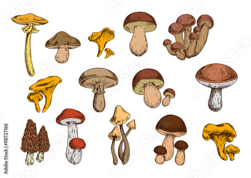 Mushrooms vector isolated icons set