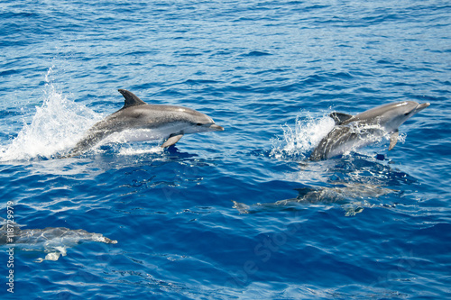 Atlantic spotted dolphins