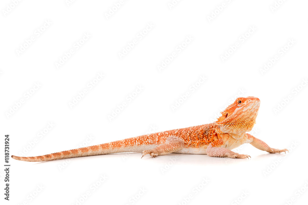 Obraz premium Bearded dragon