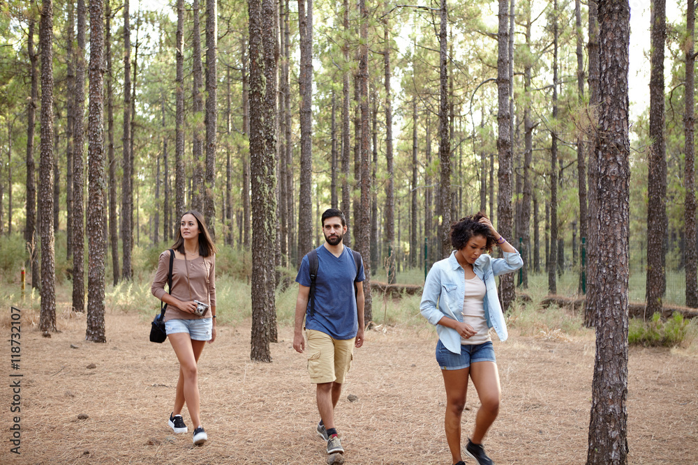 Fototapeta premium Three friends wandering through a forest