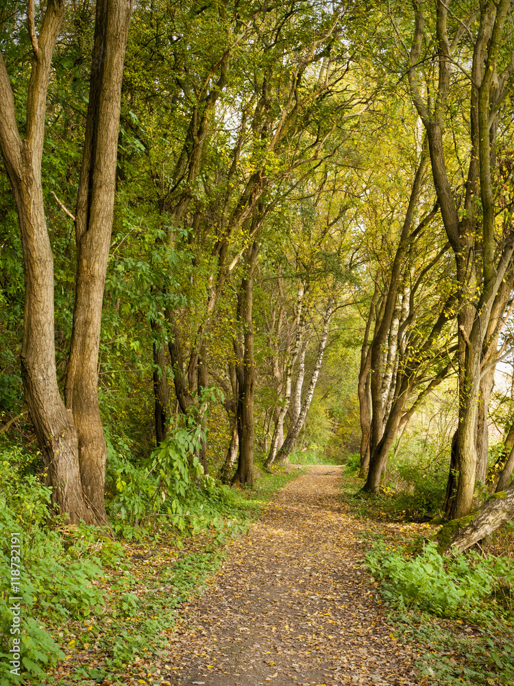 Fototapeta premium Autumn forest