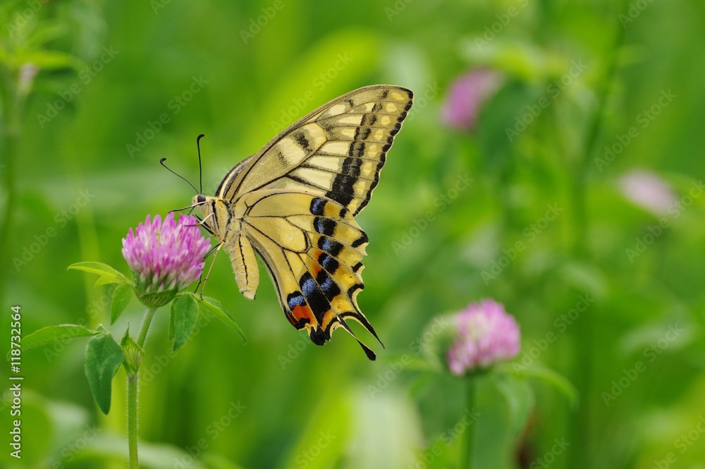 Healing, swallowtail butterfly in field of clover　クローバーの草原とアゲハチョウ