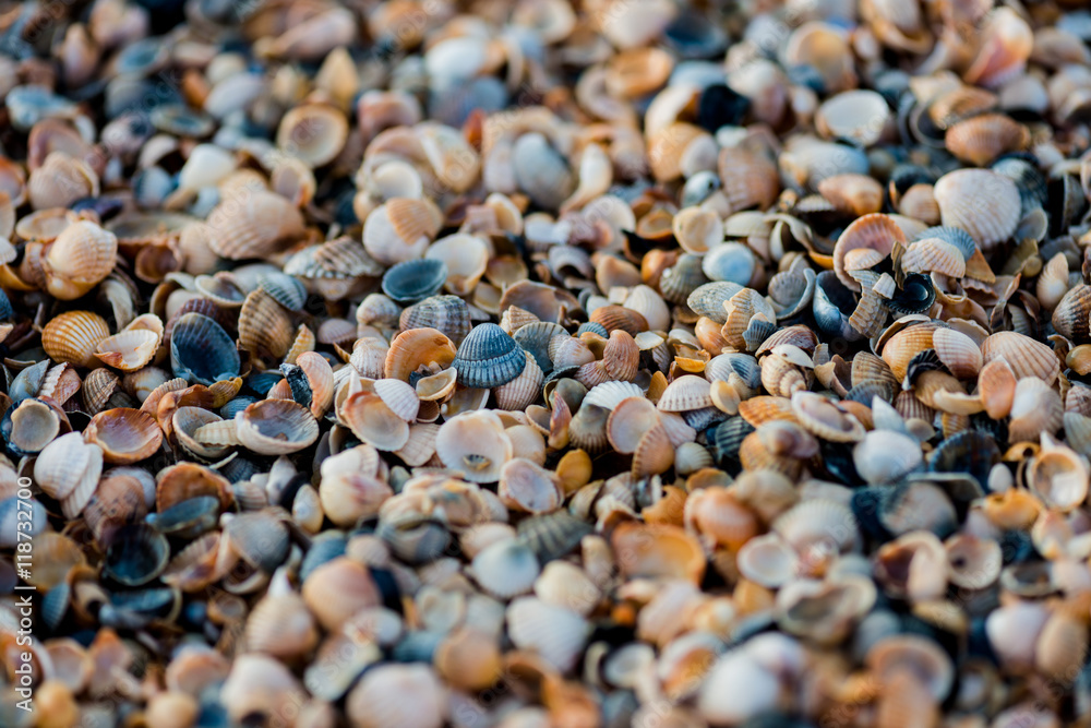 sandy beach of shells close-up sandy beach of shells close-up