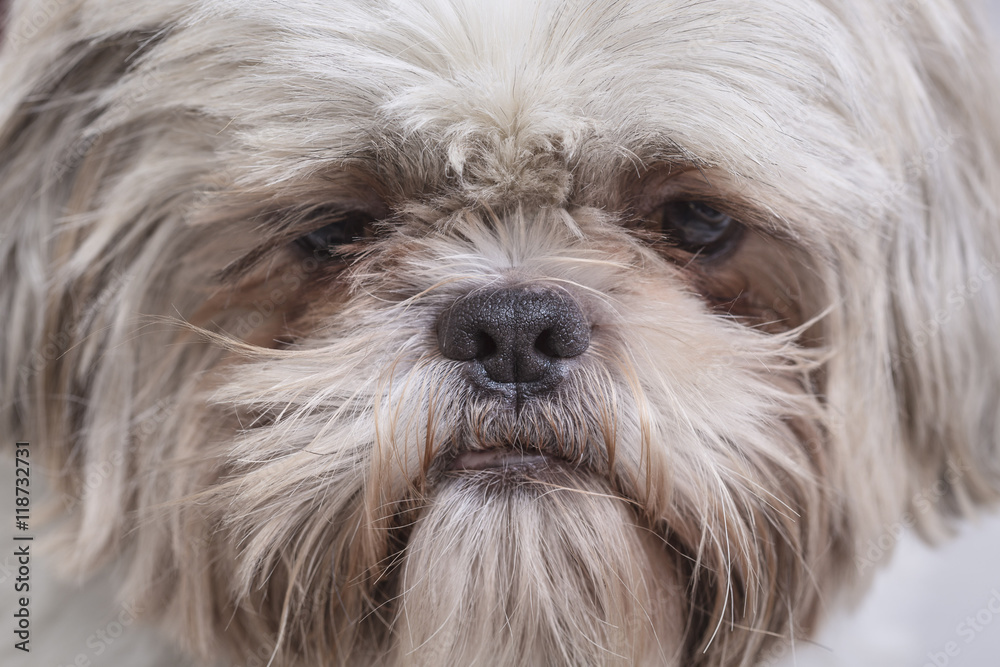 Shi Tzu cute puppy dog with white hair on a face portrait Stock Photo |  Adobe Stock