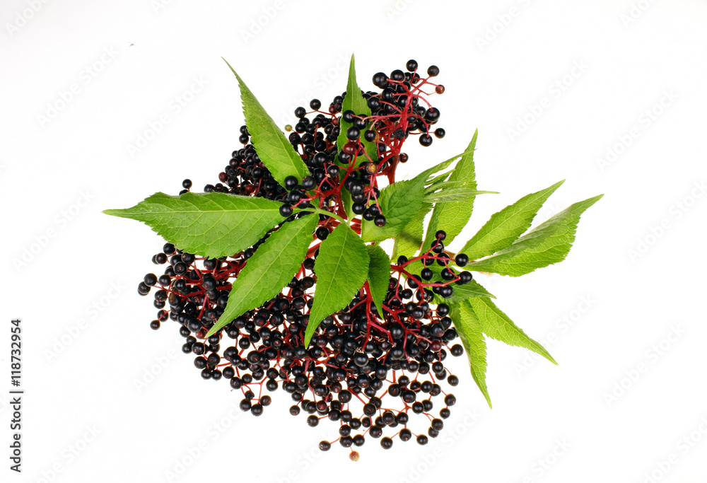 Fototapeta premium Elderberries