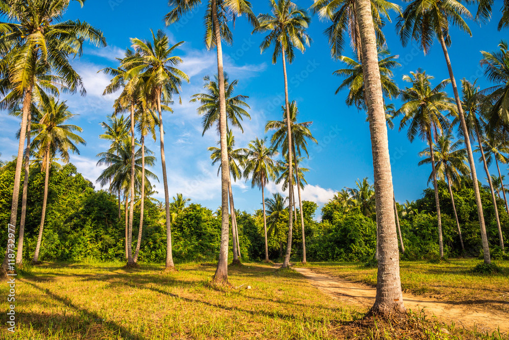 Beautiful coconut palm tree forest with blue sky sunny day background - Tropical summer holiday concept. Beautiful coconut palm tree forest with blue sky sunny day background - Tropical summer holiday concept.