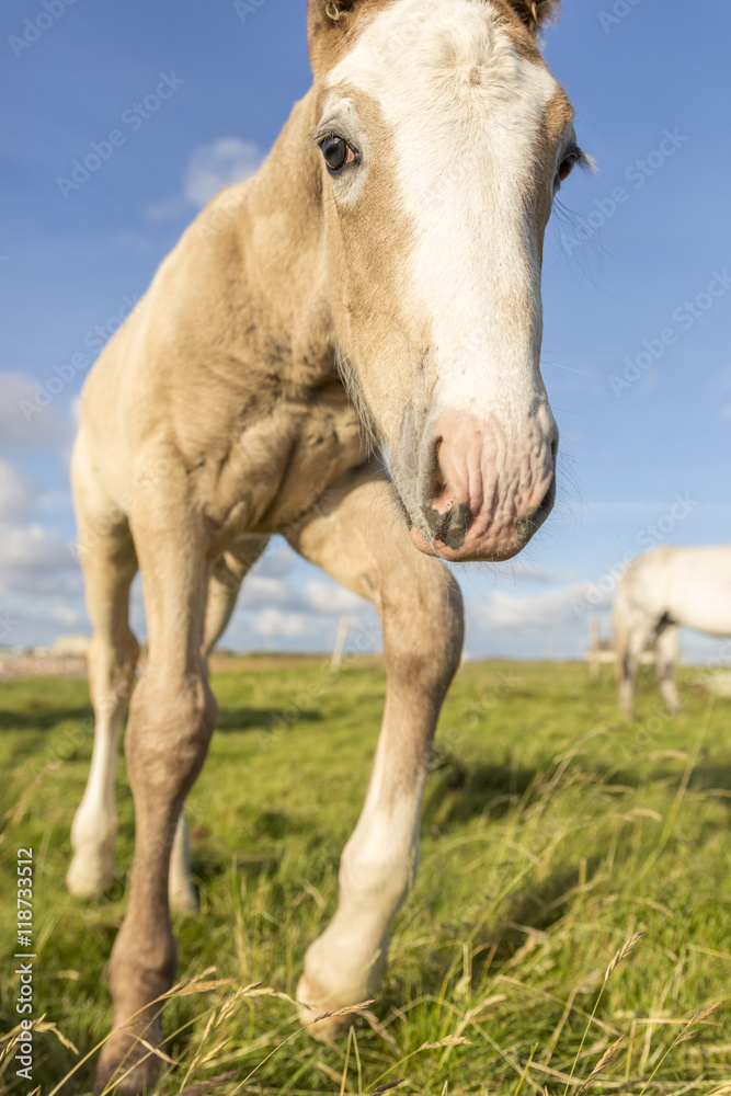 A little pony tries to get a closer look at the camera. A little pony tries to get a closer look at the camera.