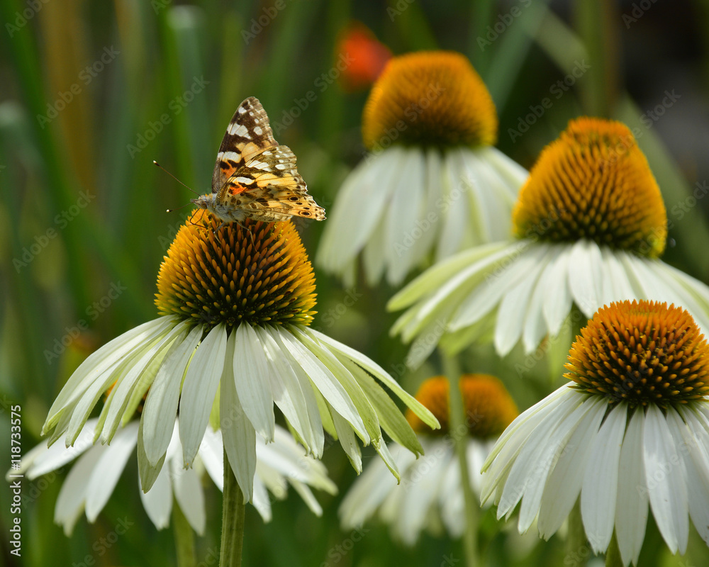 Obraz premium A Small Tortoiseshell butterfly (Aglais Urtica) on White Swan Echinacea flowers, also known as Coneflowers