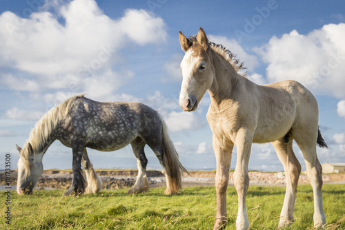 A statuesque foal stands resolute in a green field with his mother grazing in the background. © mike_o_leary