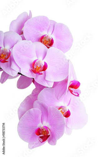 Pink orchid flower