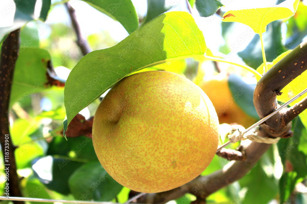 Japanese pear tree