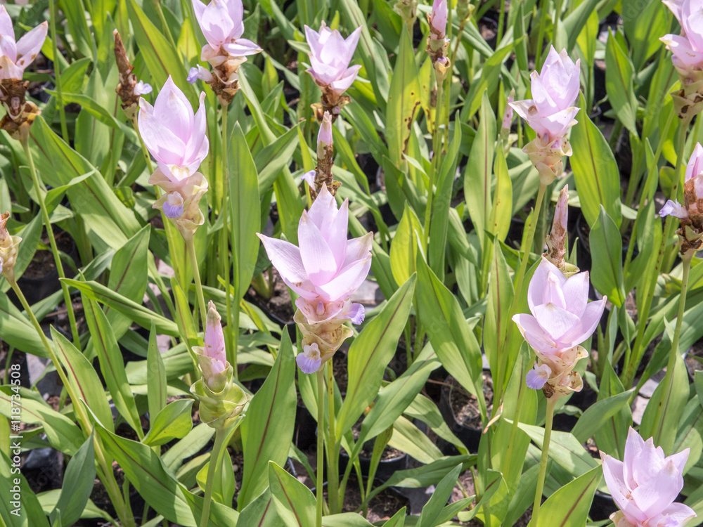 Siam tulip field with blur background sweet tone Siam tulip field with blur background sweet tone
