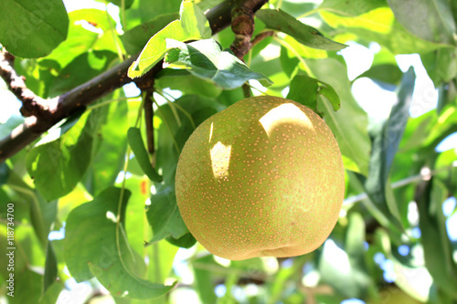Japanese pear tree