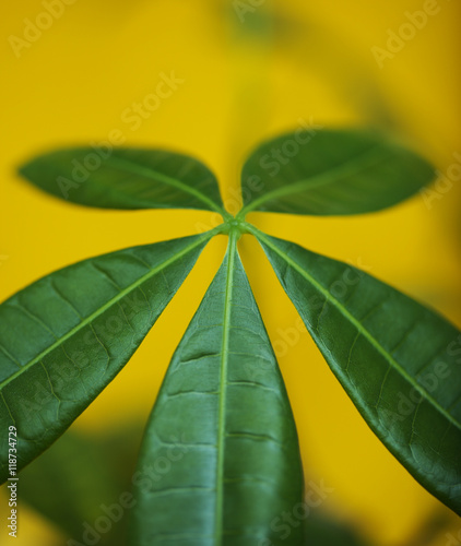 leaves