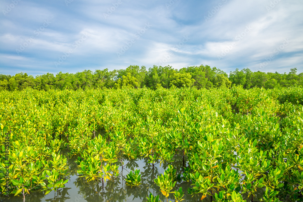 Mangrove forest in sunny day blue sky background - Green nature and save environmental concept.