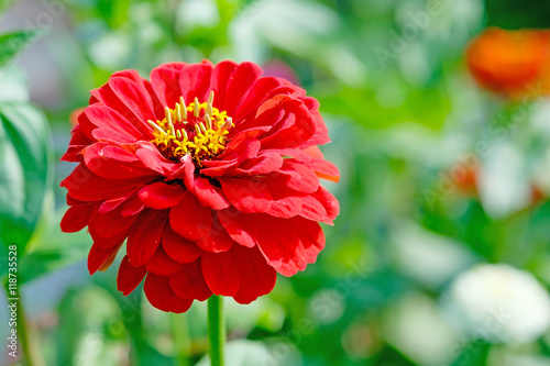 Red zinnia in garden with garden background