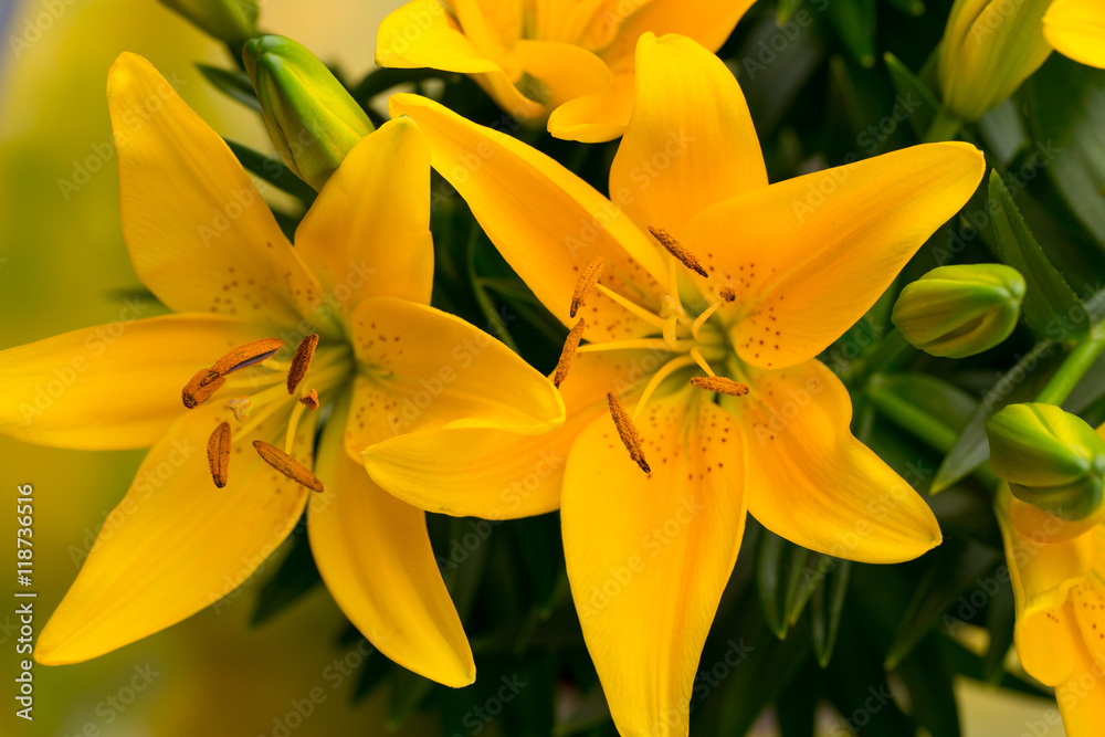 Fototapeta premium Lily yellow flower with buds on a gray background.