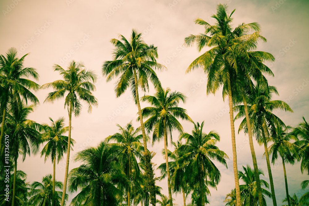 Coconut palm tree in sunshine day summer holiday - Travel beach vacation concept, retro tone.