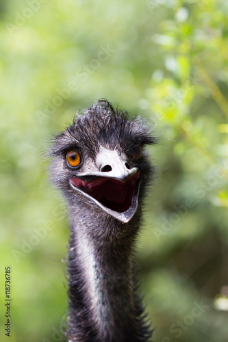 Portrait of young  Emu a Zoo. © gitusik