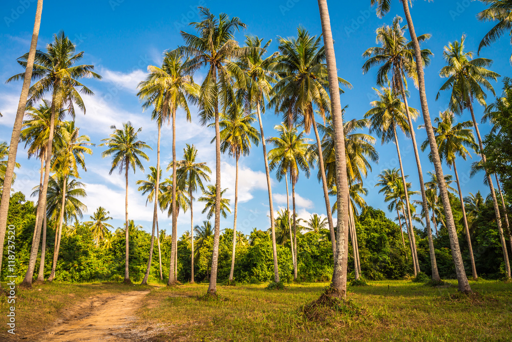 Fototapeta premium Coconut palm tree farm and rural road in sunny day blue sky - Agricultural and green nature concept. 