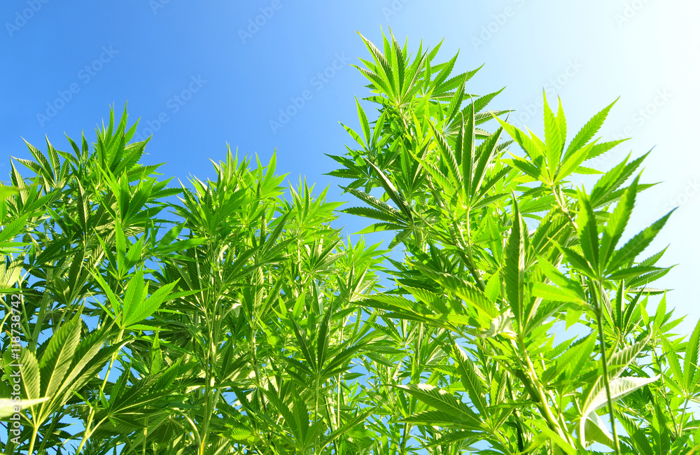 Cannabis plant with blue sky in the background Cannabis plant with blue sky in the background