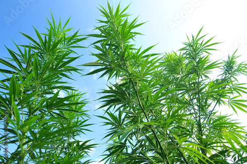 Cannabis plant with blue sky in the background