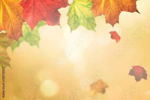 Maple leaves  the fall season