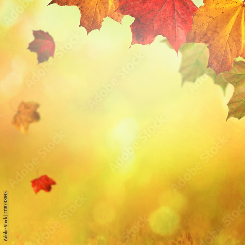 Maple leaves falling in autumn sunlight