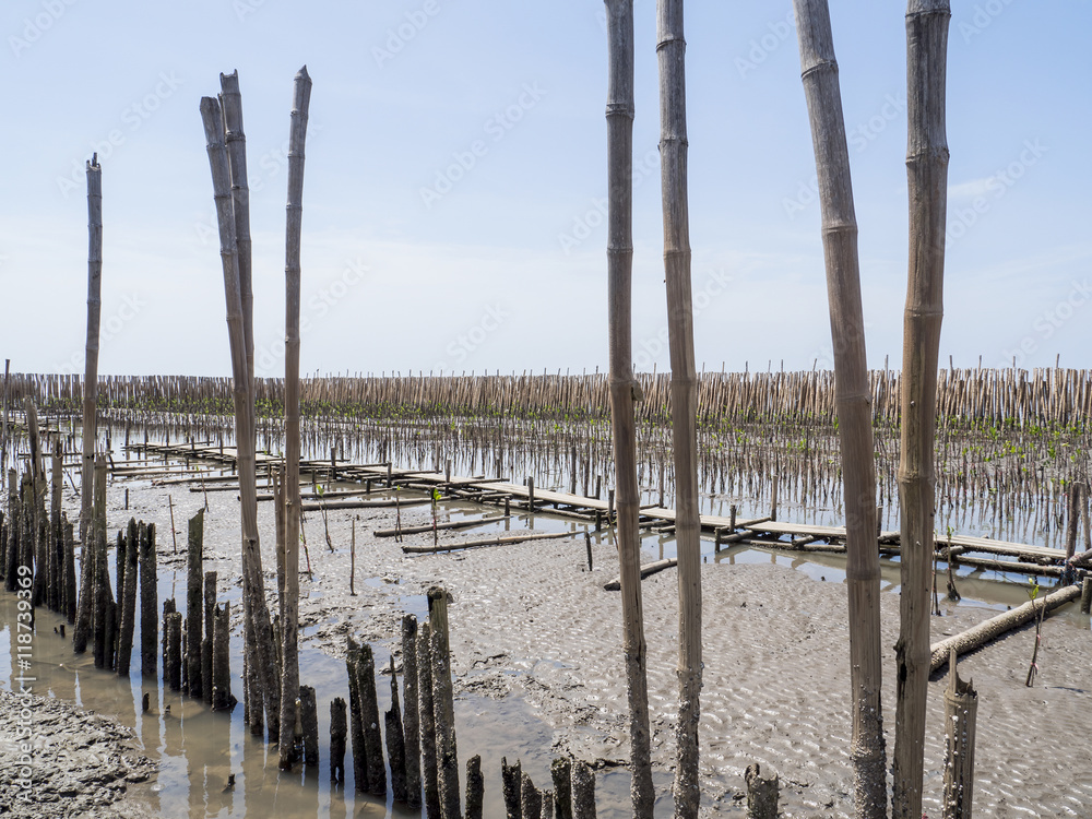 Bamboo barrier for mangrove forest 4