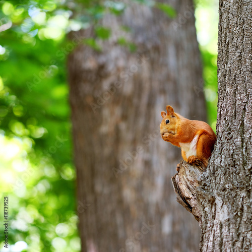 Red squirrel on tree © haveseen