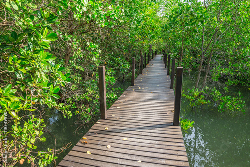 Long wooden bridge in mangrove forest in sunny day - Green nature or save environmental concept.