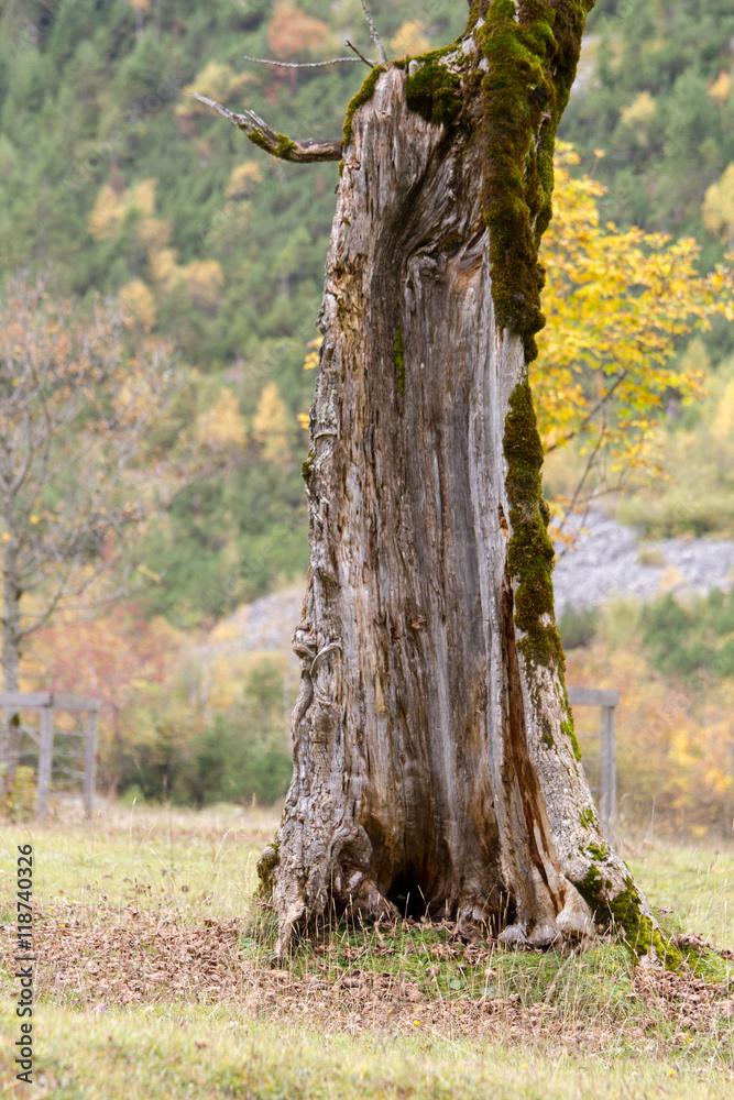 Fototapeta premium maple tree.