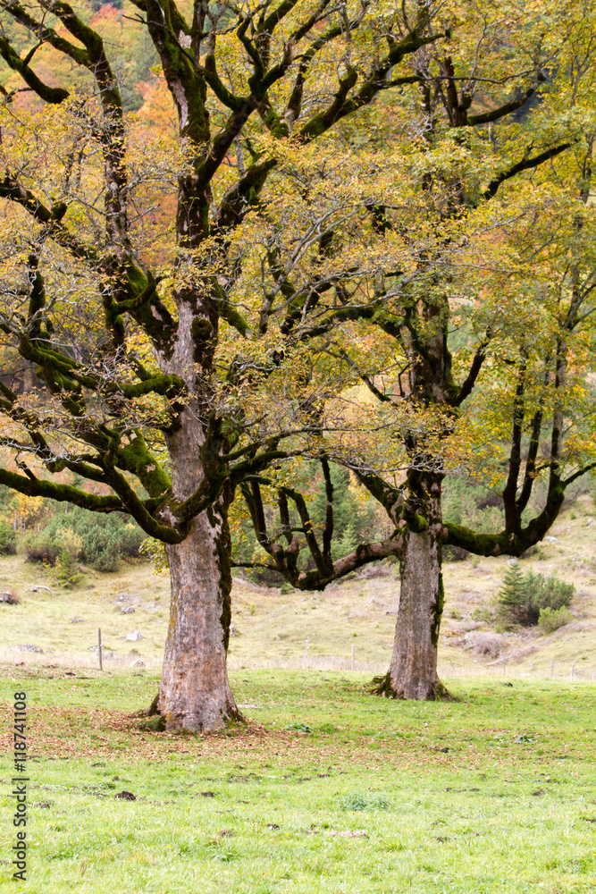 marble tree