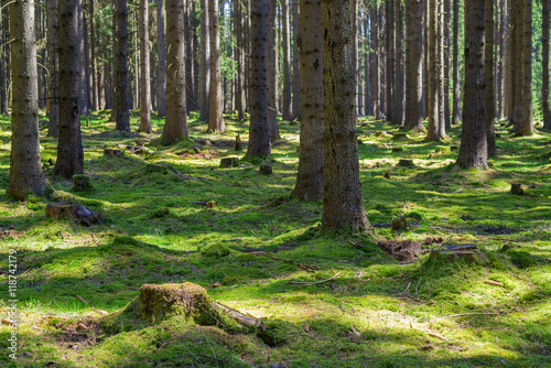 Stump green moss spruce pine coniferous tree forest park wood root bark sunlight background © matousekfoto