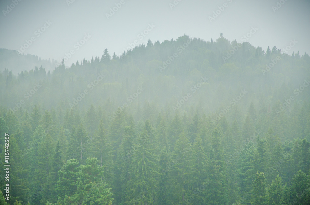 thick morning fog in the summer forest.