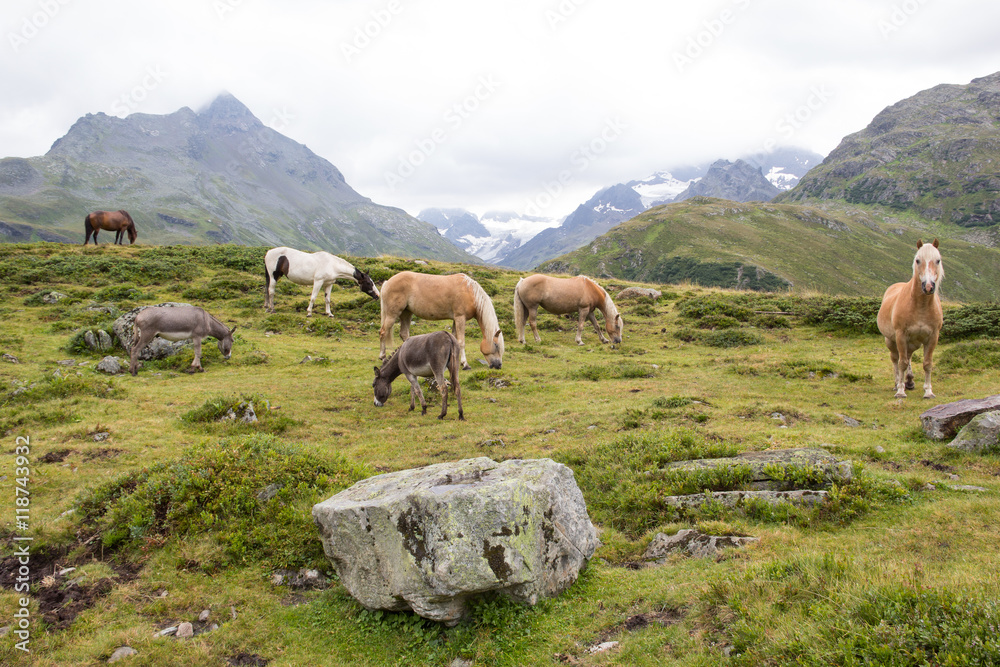 Naklejka premium Horses At Silvretta High Alpine Road In Vorarlberg Austria