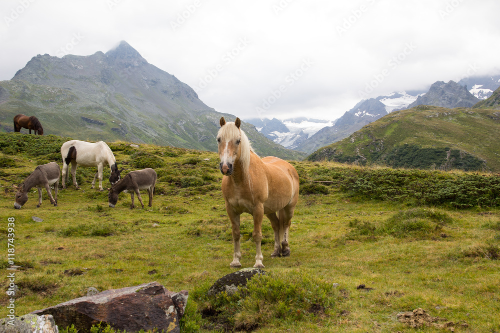 Horses At Silvretta High Alpine Road In Vorarlberg Austria