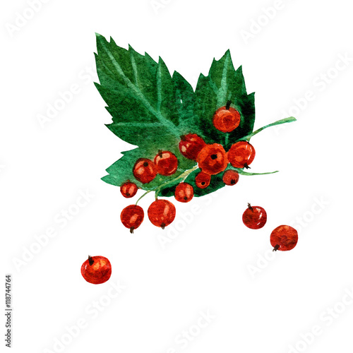 Hand drawn watercolor painting red currants on white background. illustration of berries.
