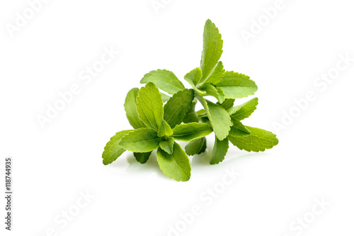 Stevia plant, sweetleaf or sugarleaf (Stevia rebaudiana) photo