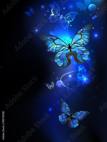 Photography morpho butterfly in the dark