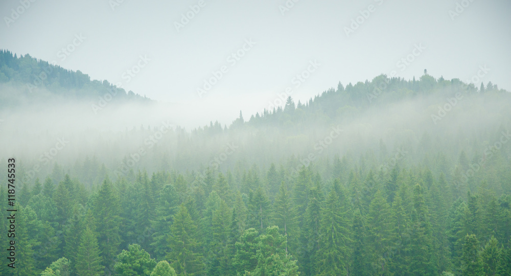 Fototapeta premium thick morning fog in the summer forest.