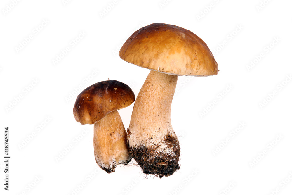 Mushrooms - obrazy, fototapety, plakaty 