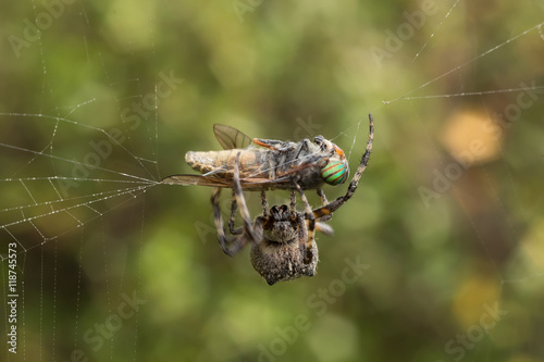 the spider caught a gadfly