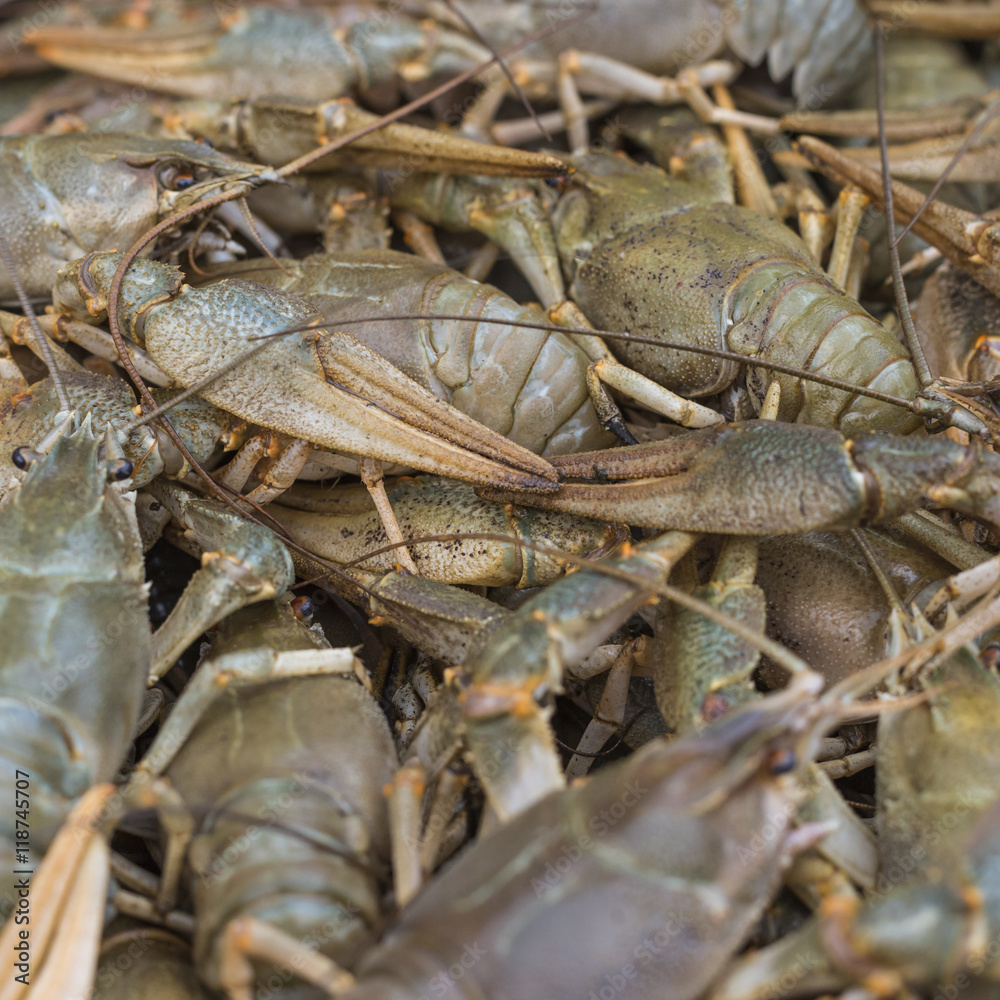 Crawfish. Cancer. Cooked crabs for food Crawfish. Cancer. Cooked crabs for food