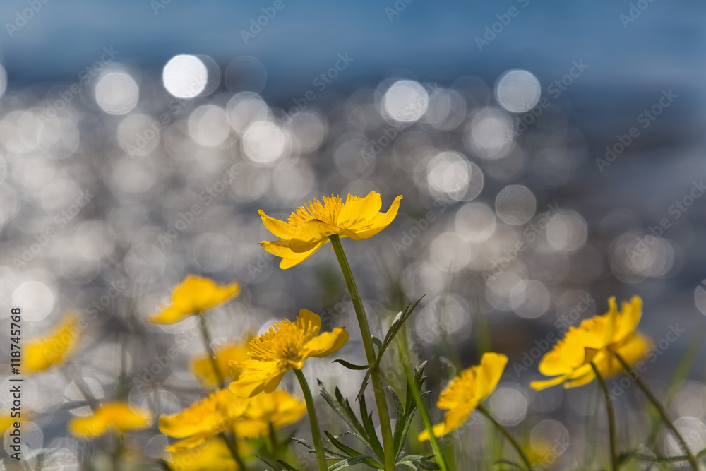 yellow flowers wiith bokeh