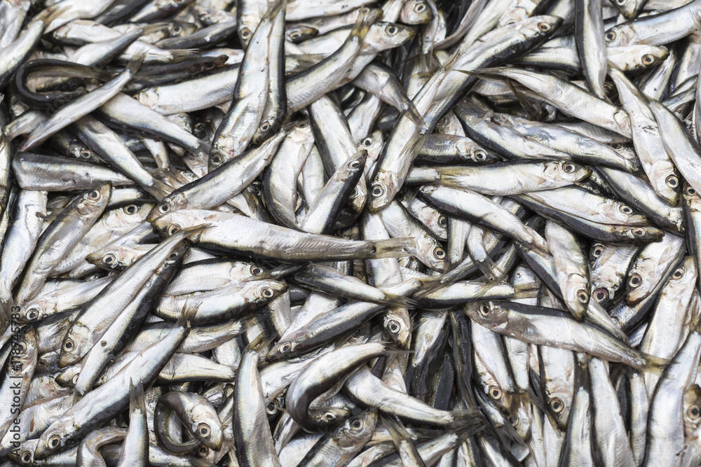 Abundance of fresh fish on market display. Abundance of fresh fish on market display.