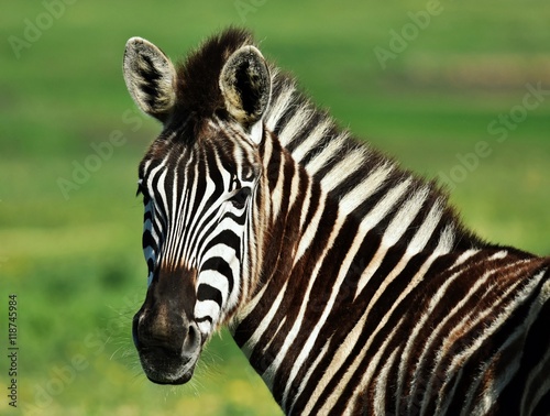 Close up of a Zebra on a green meadow