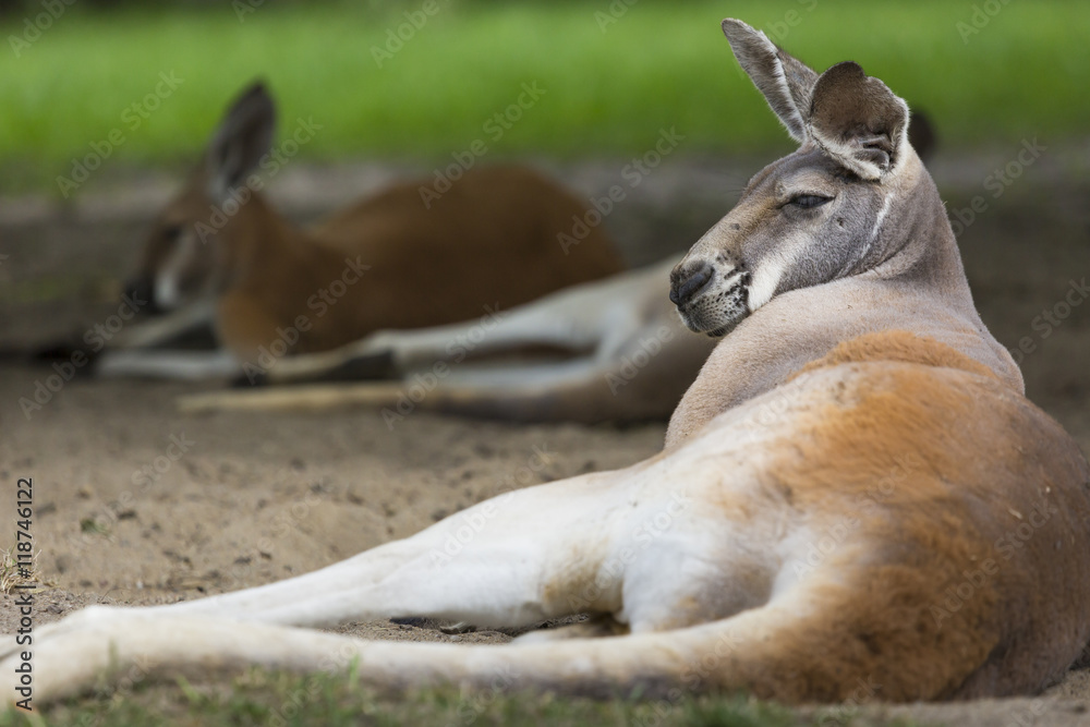 Naklejka premium Big red kangaroo resting sunlit in the Australian Outback