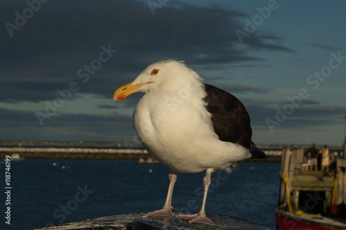 Seagull in Provincetown Harbor